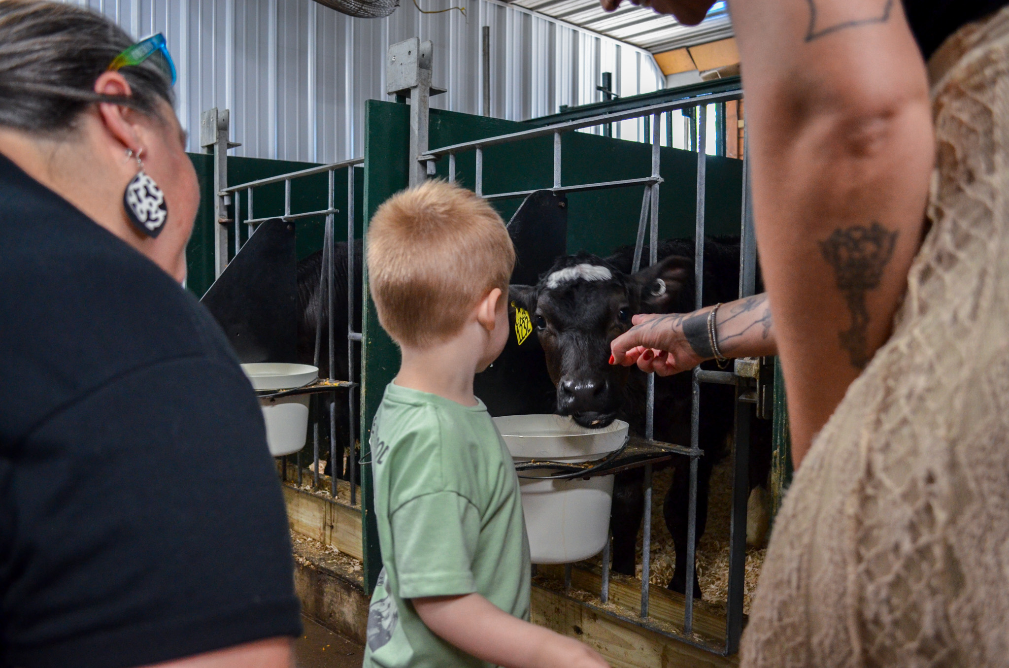 Visitor meeting a newborn calf in the maternity barn